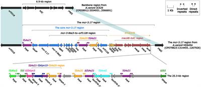 Emergence of Aeromonas veronii strain co-harboring blaKPC–2, mcr-3.17, and tmexC3.2-tmexD3.3-toprJ1b cluster from hospital sewage in China